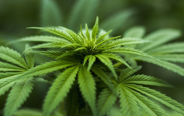 Cannabis Therapy